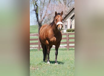 American Quarter Horse, Merrie, 15 Jaar, 147 cm, Roodbruin