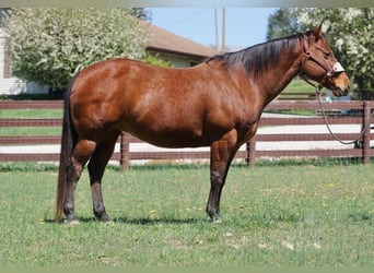 American Quarter Horse, Merrie, 15 Jaar, 147 cm, Roodbruin