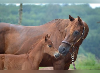 American Quarter Horse, Merrie, 15 Jaar, 148 cm, Donkere-vos