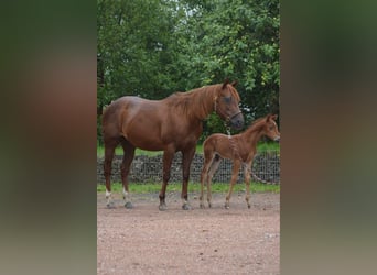 American Quarter Horse, Merrie, 15 Jaar, 148 cm, Donkere-vos