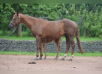 American Quarter Horse, Merrie, 15 Jaar, 148 cm, Donkere-vos