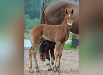 American Quarter Horse, Merrie, 15 Jaar, 148 cm, Donkere-vos