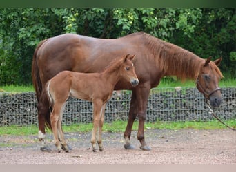 American Quarter Horse, Merrie, 15 Jaar, 148 cm, Donkere-vos