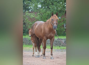 American Quarter Horse, Merrie, 15 Jaar, 148 cm, Donkere-vos