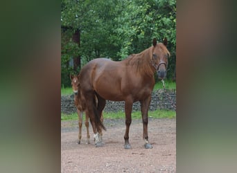 American Quarter Horse, Merrie, 15 Jaar, 148 cm, Donkere-vos