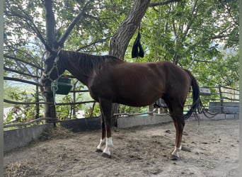 American Quarter Horse, Merrie, 15 Jaar, 149 cm, Gevlekt-paard
