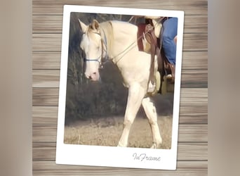 American Quarter Horse, Merrie, 15 Jaar, 150 cm, Perlino