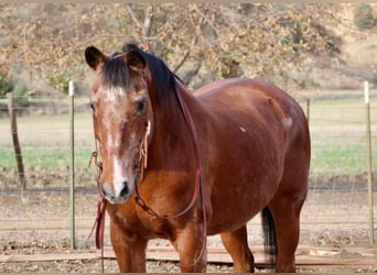 American Quarter Horse, Merrie, 15 Jaar, 150 cm, Roan-Bay