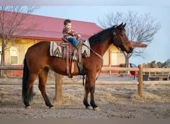 American Quarter Horse, Merrie, 15 Jaar, 150 cm, Roodbruin