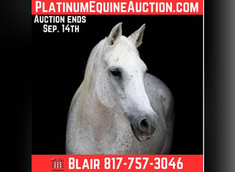 American Quarter Horse, Merrie, 15 Jaar, 150 cm, Schimmel