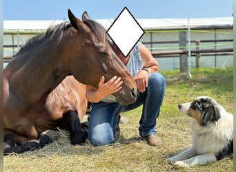 American Quarter Horse, Merrie, 15 Jaar, 151 cm, Bruin