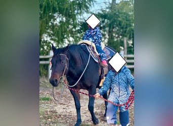 American Quarter Horse, Merrie, 15 Jaar, 151 cm, Bruin