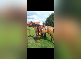 American Quarter Horse, Merrie, 15 Jaar, 152 cm, Red Dun