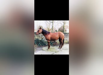 American Quarter Horse, Merrie, 15 Jaar, 152 cm, Red Dun