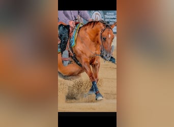 American Quarter Horse, Merrie, 15 Jaar, 152 cm, Red Dun