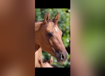 American Quarter Horse, Merrie, 15 Jaar, 152 cm, Red Dun