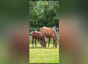 American Quarter Horse, Merrie, 15 Jaar, 152 cm, Red Dun