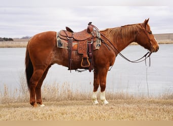 American Quarter Horse, Merrie, 15 Jaar, 152 cm, Roan-Red
