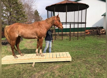 American Quarter Horse, Merrie, 15 Jaar, 152 cm, Roan-Red