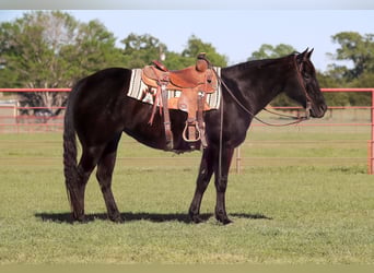 American Quarter Horse, Merrie, 15 Jaar, 152 cm, Zwart