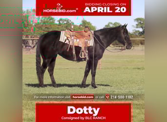 American Quarter Horse, Merrie, 15 Jaar, 152 cm, Zwart