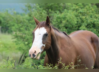 American Quarter Horse, Merrie, 15 Jaar, 153 cm, Donkere-vos