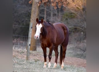 American Quarter Horse, Merrie, 15 Jaar, 153 cm, Donkere-vos