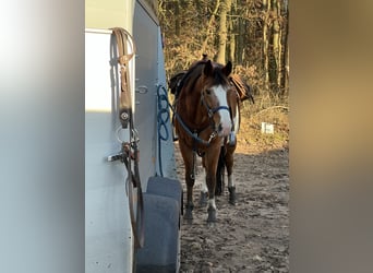 American Quarter Horse Mix, Merrie, 15 Jaar, 153 cm, Overo-alle-kleuren