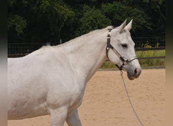 American Quarter Horse, Merrie, 15 Jaar, 153 cm, Schimmel