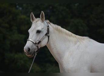 American Quarter Horse, Merrie, 15 Jaar, 153 cm, Schimmel