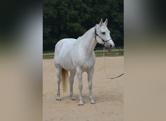 American Quarter Horse, Merrie, 15 Jaar, 153 cm, Schimmel