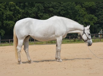 American Quarter Horse, Merrie, 15 Jaar, 153 cm, Schimmel
