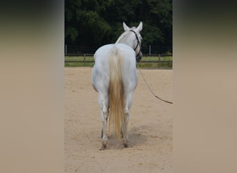 American Quarter Horse, Merrie, 15 Jaar, 153 cm, Schimmel