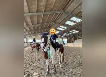 American Quarter Horse Mix, Merrie, 15 Jaar, 154 cm, Gevlekt-paard