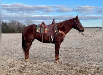 American Quarter Horse, Merrie, 15 Jaar, 155 cm, Donkere-vos