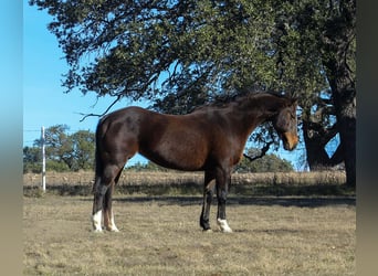 American Quarter Horse, Merrie, 15 Jaar, 155 cm, Roodbruin