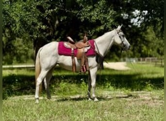 American Quarter Horse, Merrie, 15 Jaar, 155 cm, Schimmel