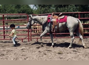 American Quarter Horse, Merrie, 15 Jaar, 155 cm, Schimmel