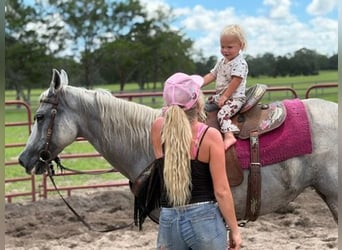 American Quarter Horse, Merrie, 15 Jaar, 155 cm, Schimmel