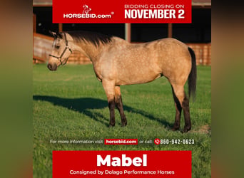 American Quarter Horse, Merrie, 15 Jaar, Buckskin