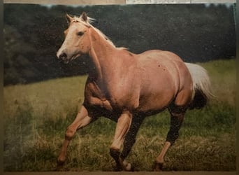 American Quarter Horse, Merrie, 15 Jaar, Palomino