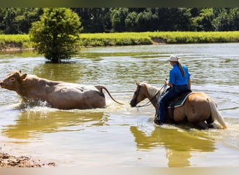 American Quarter Horse, Merrie, 16 Jaar, 145 cm, Palomino
