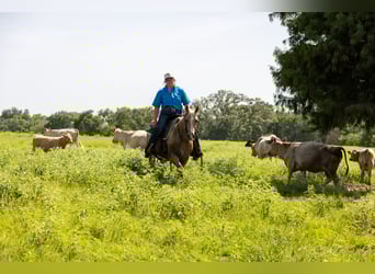American Quarter Horse, Merrie, 16 Jaar, 145 cm, Palomino