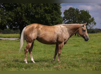 American Quarter Horse, Merrie, 16 Jaar, 145 cm, Palomino