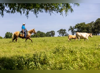 American Quarter Horse, Merrie, 16 Jaar, 145 cm, Palomino