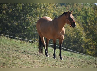American Quarter Horse, Merrie, 16 Jaar, 147 cm, Buckskin