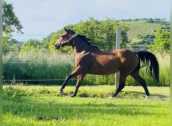 American Quarter Horse, Merrie, 16 Jaar, 147 cm, Donkerbruin