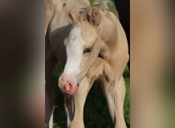 American Quarter Horse, Merrie, 16 Jaar, 147 cm, Palomino