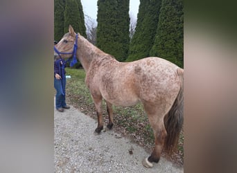 American Quarter Horse, Merrie, 16 Jaar, 147 cm, Roan-Red