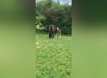 American Quarter Horse, Merrie, 16 Jaar, 150 cm, Donkerbruin